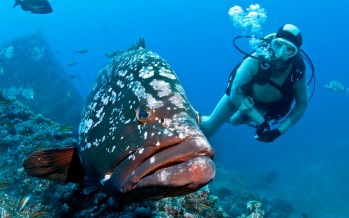 Manta Diving Center Madeira vermittelt jetzt auch Appartements