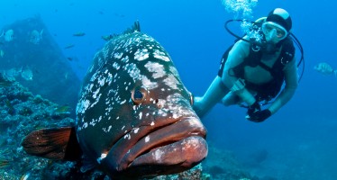 Manta Diving Center Madeira vermittelt jetzt auch Appartements