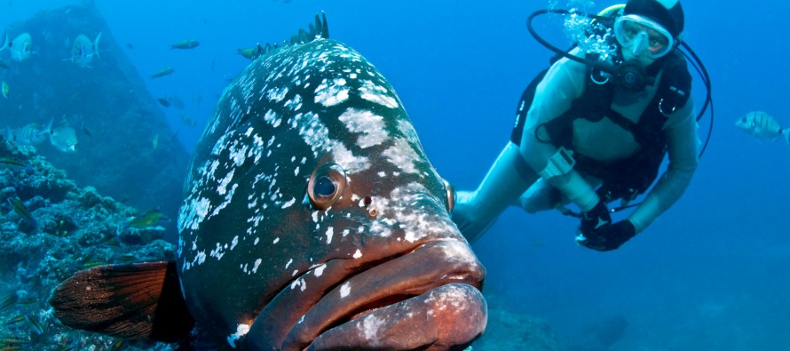 Manta Diving Center Madeira vermittelt jetzt auch Appartements