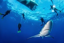 Unterwasserfotograf Michael Weberberger zeigt seine Bilder