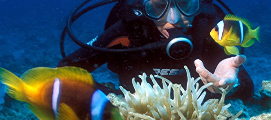 Neue Studie – Taucher stören die Ruhe von Fischen an Korallenriffen