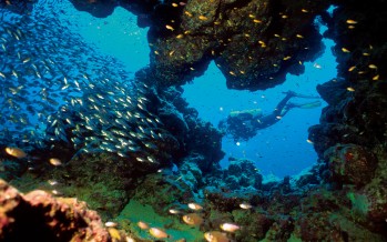 Tauchexpedition im Sudan – Auf den Spuren von Hans Hass und Cousteau