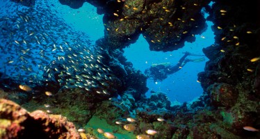 Tauchexpedition im Sudan – Auf den Spuren von Hans Hass und Cousteau