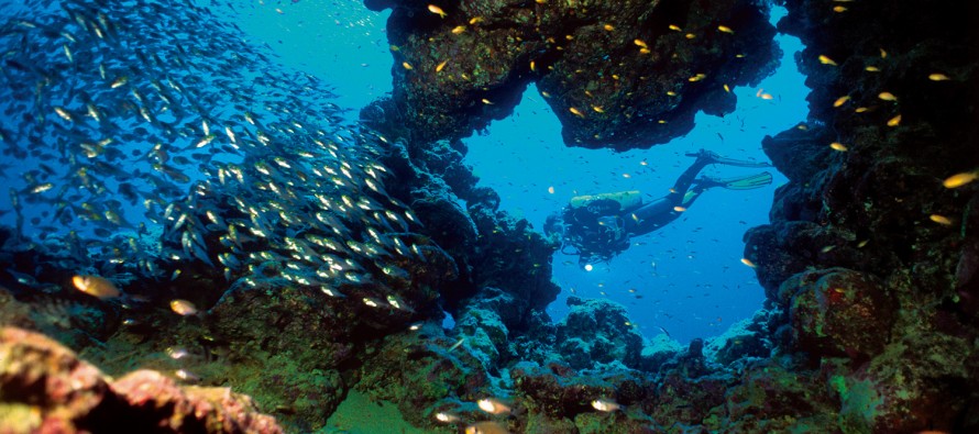 Tauchexpedition im Sudan – Auf den Spuren von Hans Hass und Cousteau