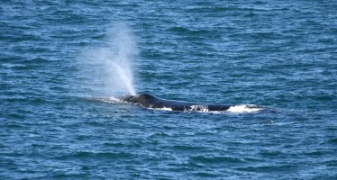 Das Schlachten geht weiter – Japaner gehen wieder auf Walfang