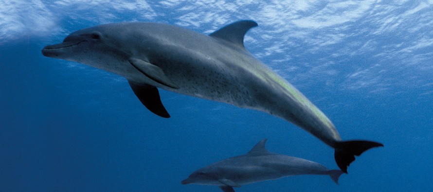 Delfin-Schützer bitten Urlauber um Hilfe bei der Suche nach Meeressäugern