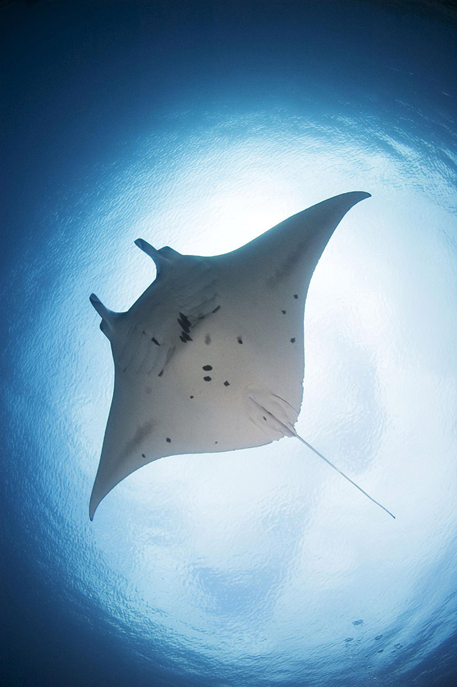 MantaRay