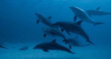 Warum Delfin-Touren im Roten Meer in Ägypten ein Problem sein können