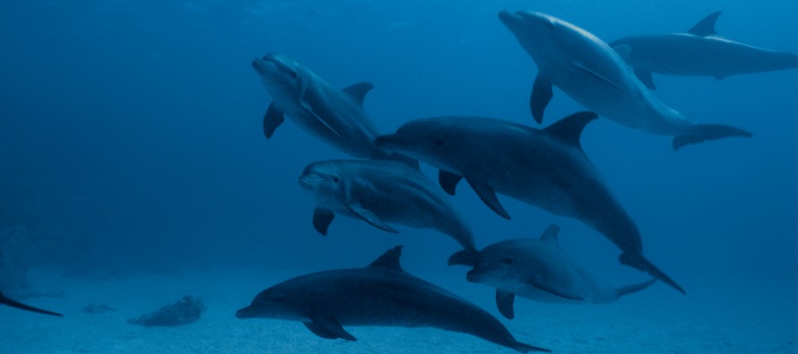 Delfine und Wale mit OceanCare vom Forschungsschiff aus entdecken