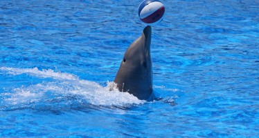 „Eine schlechte Idee!“ – Meeresschützer kritisieren Delfintherapie