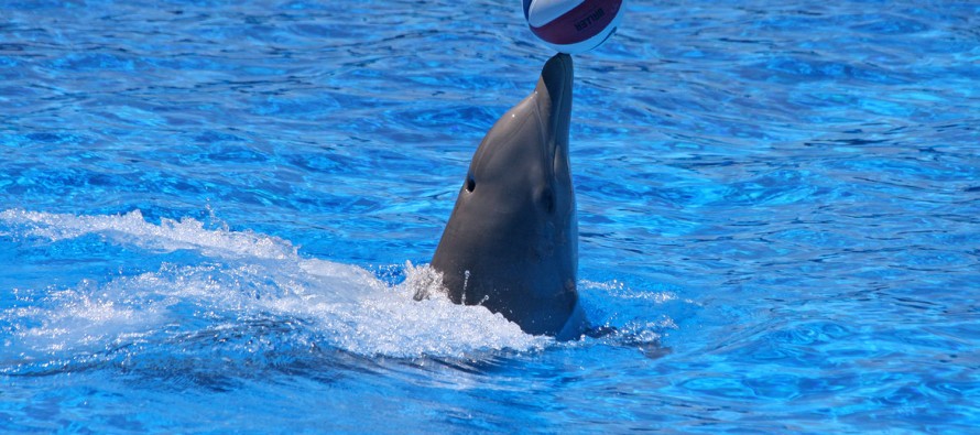 „Eine schlechte Idee!“ – Meeresschützer kritisieren Delfintherapie
