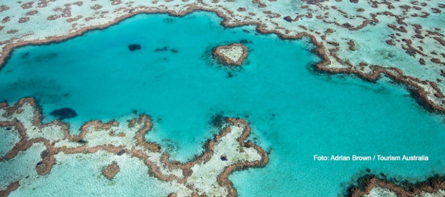 Schutzzonen am Great Barrier Reef haben positive Effekte