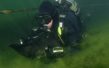 „Natura 2000“ – Taucher-Projekte im Finale bei EU-Umweltschutz-Preis