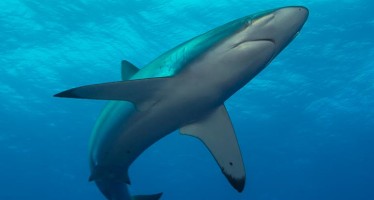 „Le Baron Noir“ – Tauchen mit Haien und Mantas vor der Küste des Sudans