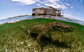 Tauch-Expedition nach Mexiko zeigt Höhepunkte der Yucatan-Halbinsel