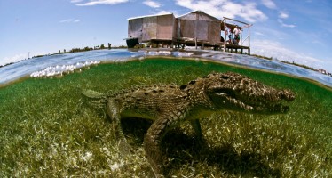 Tauch-Expedition nach Mexiko zeigt Höhepunkte der Yucatan-Halbinsel