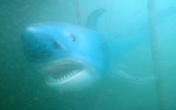 Attersee-Hai „Sparky“ bekommt eine neue Heimat im Freibacher Stausee in Kärnten