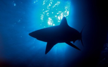 Aus der Praxis – Zehn Tipps für das Schnorcheln mit Haien