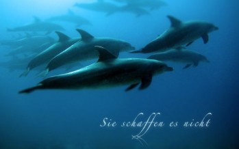 Tauchbasen veröffentlichen gemeinsam Song für Delfinschutz
