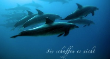 Tauchbasen veröffentlichen gemeinsam Song für Delfinschutz