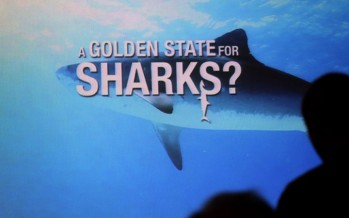 Shark Savers – Applaus für Haischutz-Doku bei Weltpremiere