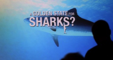 Shark Savers – Applaus für Haischutz-Doku bei Weltpremiere