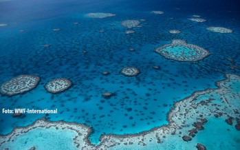 Aufatmen in Australien – Great Barrier Reef vorerst nicht auf Roter Liste