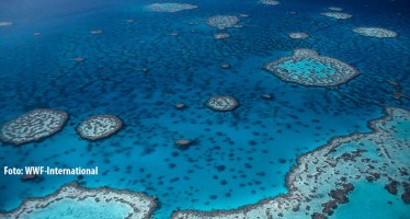 Aufatmen in Australien – Great Barrier Reef vorerst nicht auf Roter Liste