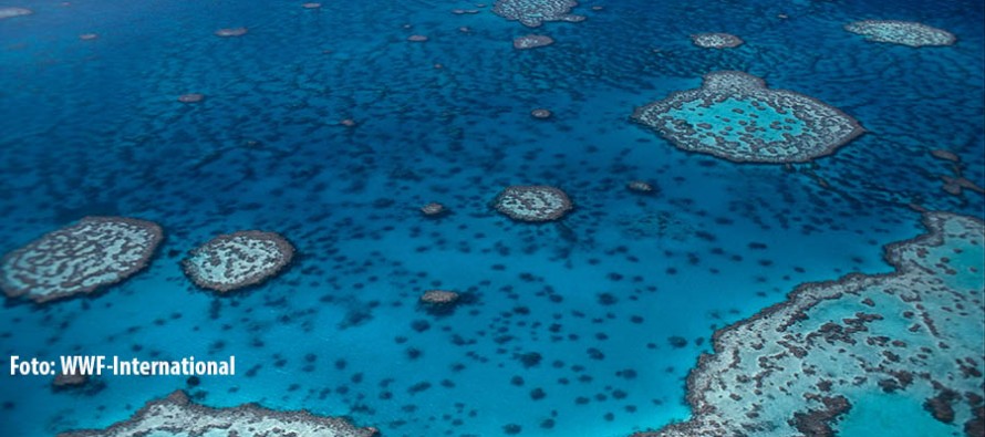 Aufatmen in Australien – Great Barrier Reef vorerst nicht auf Roter Liste