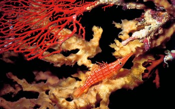 Wissenschaft – Warum Korallen nicht einfach umgesiedelt werden können