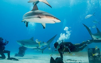 Die Sharkschool zieht um – Neues Hauptquartier ab dem Jahr 2016