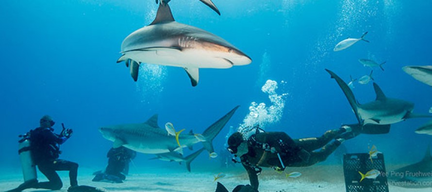 Die Sharkschool zieht um – Neues Hauptquartier ab dem Jahr 2016