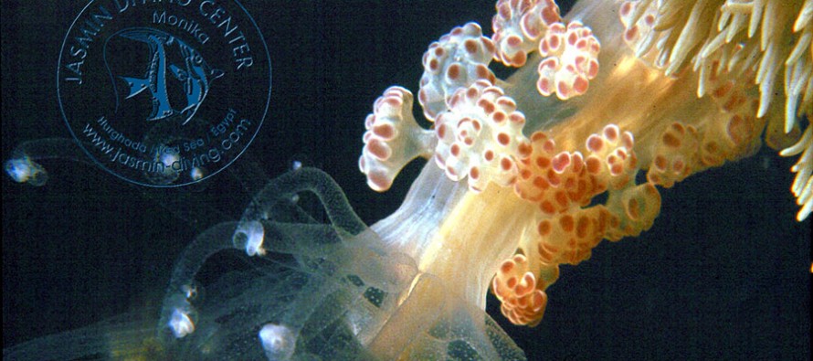 Jasmin Diving – Neue Sommer-Angebote beim Traditionscenter in Hurghada