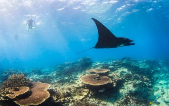 Queensland – Am Great Barrier Reef in Australien mit Mantarochen tauchen