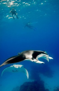 Schnorchler mit Mantarochen bei Lady Elliot Island. (Fotos: Fabrice Jane)