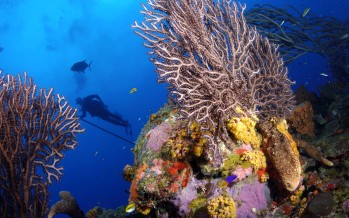 Tauchen in der Karibik – die Traumziele Bonaire und Curaçao im Blick