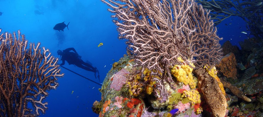 Tauchen in der Karibik – die Traumziele Bonaire und Curaçao im Blick