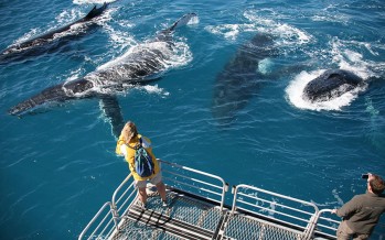 Australien – Whitsundays wollen Touristen mit Whale-Watching locken