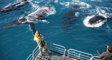 Australien – Whitsundays wollen Touristen mit Whale-Watching locken