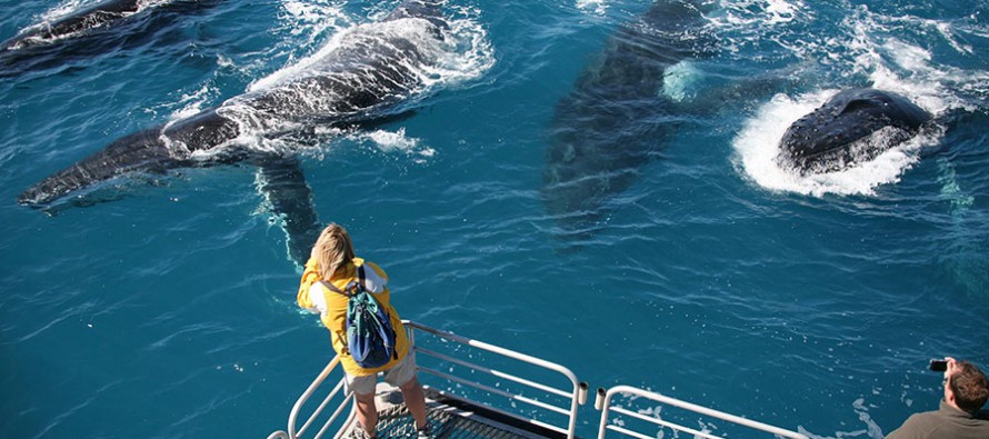 Australien – Whitsundays wollen Touristen mit Whale-Watching locken