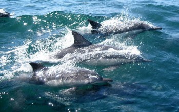 Viele Erfolge – Delfinschützer stellen neuen Jahresbericht vor