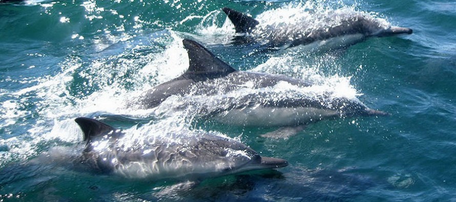 Viele Erfolge – Delfinschützer stellen neuen Jahresbericht vor