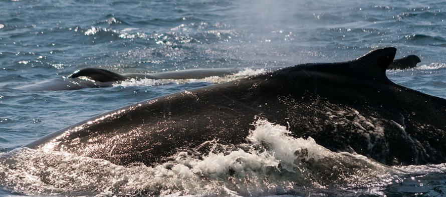 Walfang – Neue Studie zeigt die Leiden der Finnwale bei der Jagd