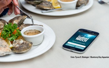 „Seafood Watch“-App – Welchen Fisch kann man noch bedenkenlos essen?
