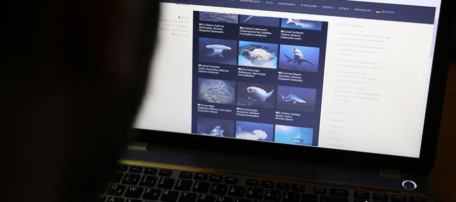 Sharkproject bittet Unterwasserfotografen um Hai-Kalender-Bilder