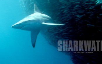 Haischutz-Dokumentation Sharkwater gratis bei Youtube sehen