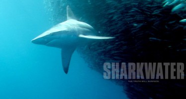 Haischutz-Dokumentation Sharkwater gratis bei Youtube sehen
