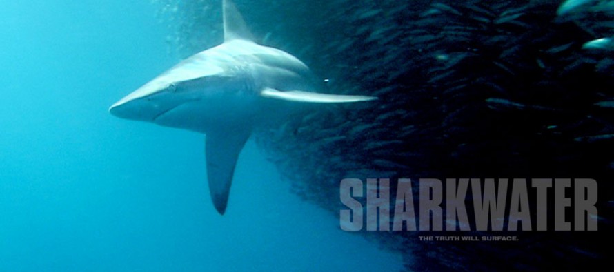 Haischutz-Dokumentation Sharkwater gratis bei Youtube sehen