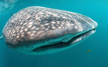 Malediven-Tauchsafari – Jetzt buchen und 30 Prozent sparen