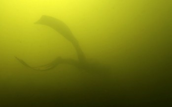 Flusstauchen – Apnoe-Taucher stellen in der Ruhr Weltrekorde auf